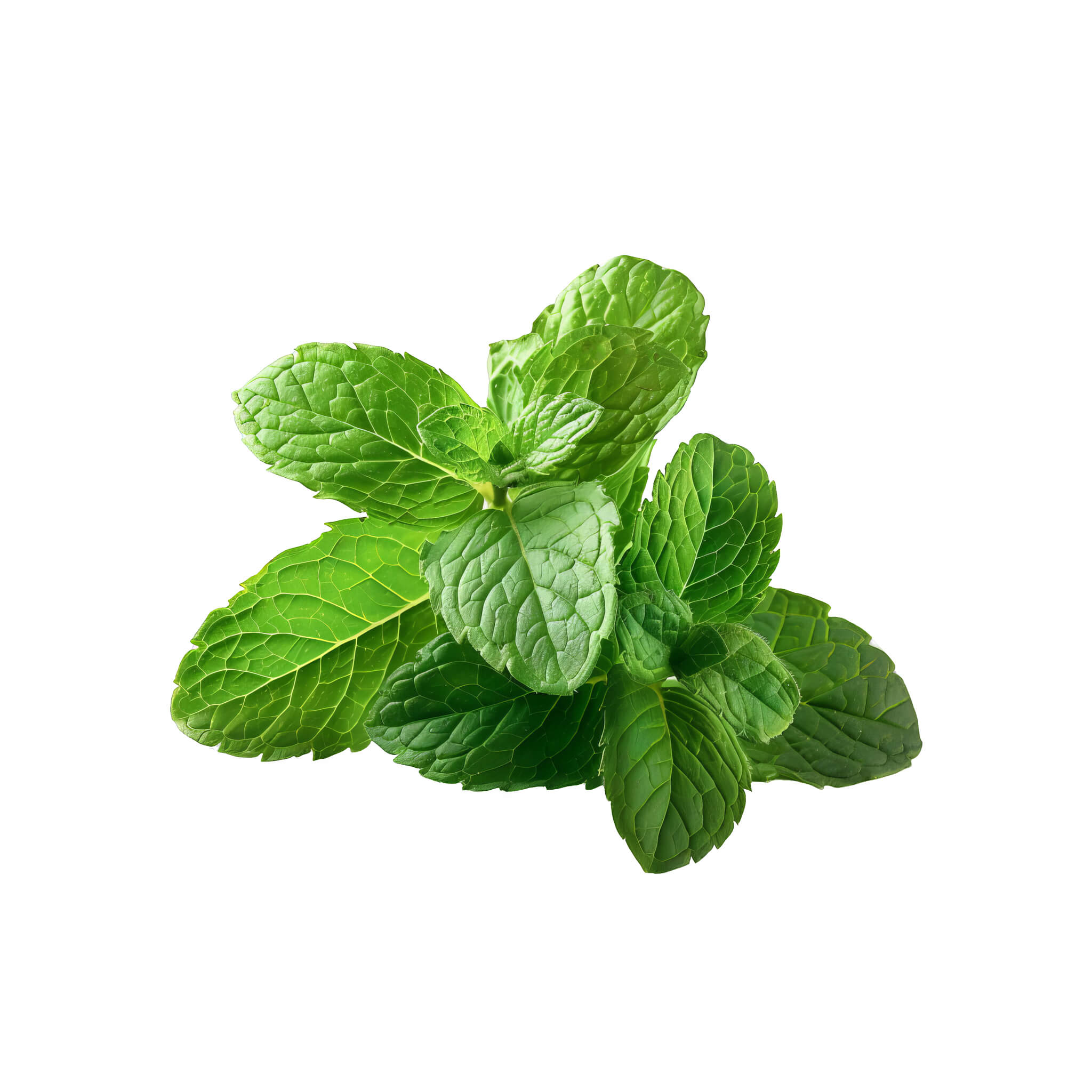 Peppermint